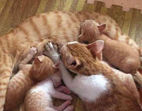 猫妈妈正给小奶猫喂奶,忽然感觉不对,抬头一看气的原地爆炸!