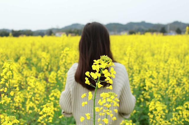 成都附近这片10000亩油菜花田已花开成海, 只等你去免费赏玩!