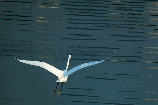 春来迎飞鸟,秦皇岛15个观鸟胜地大盘点,快收下这份攻略!|鸽子窝公园|