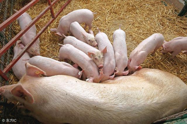 现在就来揭开谜底|母猪|猪肉|腥味_新浪新闻