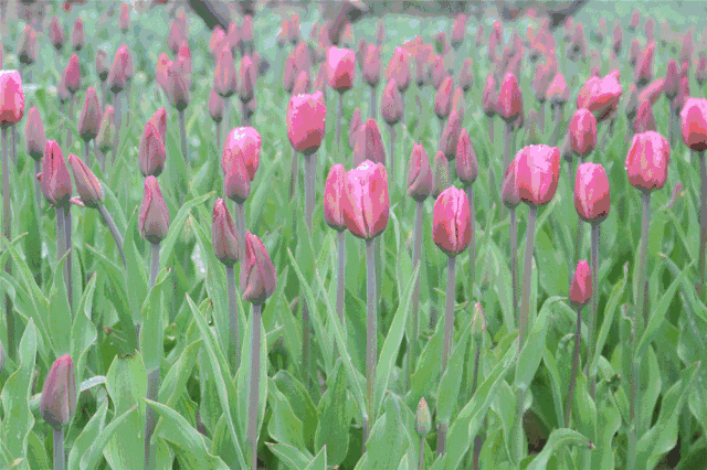 300万株郁金香花海&樱花林美成仙境!南通鲜花小镇3月31日盛大开园