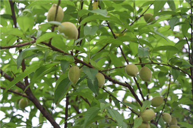 更喜欢的还是成熟后的硬桃,清脆可口酸甜味浓,吃过后人们都会收集桃仁