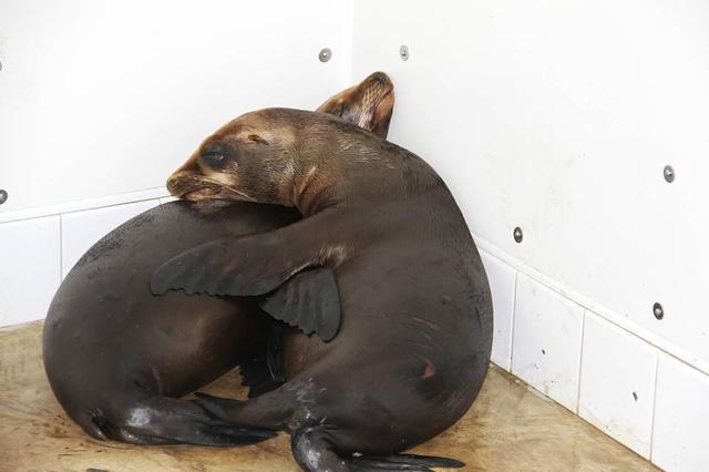 被妈妈遗弃的海狮宝宝们越来越多,只因母海狮自己都吃不饱饭