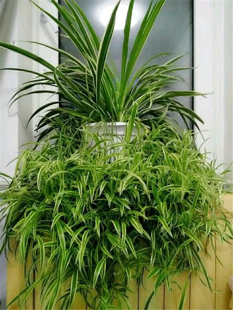 吊兰夏天这样养,盆盆爆绿油油,1盆能长出好多小"吊兰"