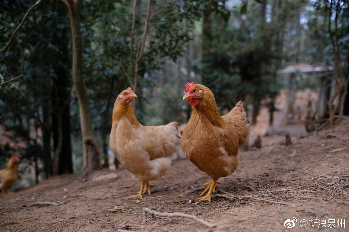 正宗河田鸡 飞到福州,厦门来了