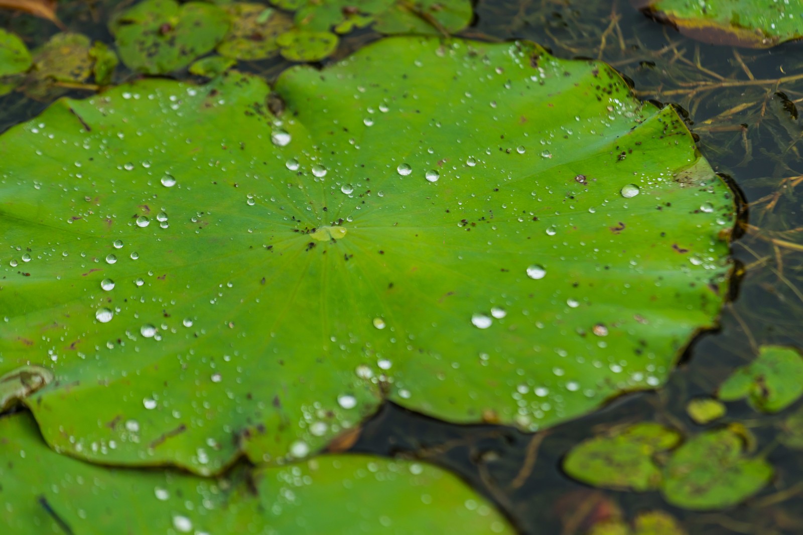 知否知否应是绿肥红瘦