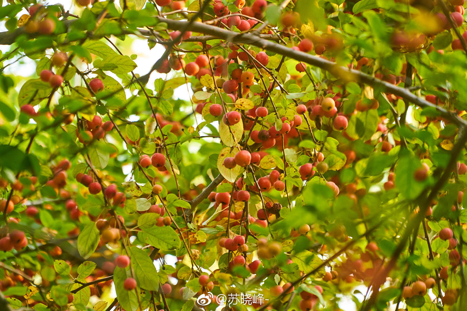 秋实累累海棠果