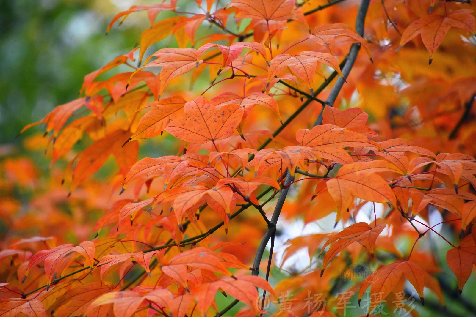 看枫叶色彩斑斓的美丽【原创摄影】
