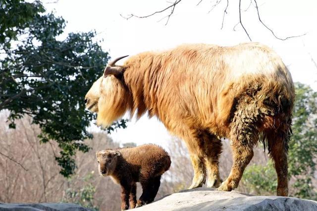 多亏有了动物们的这个动作和辛勤劳动,才能拥有这些美好!