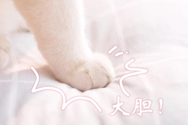 猫咪|表情|猫爪_新浪新闻