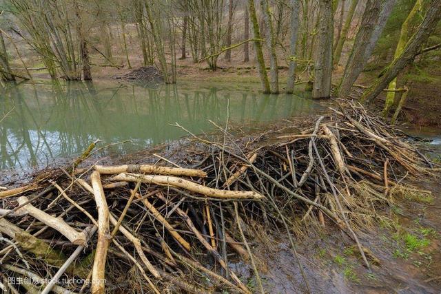 天生就喜欢水的两种小动物,一种是筑坝高手一种擅长游泳|海狸|獭|水坝