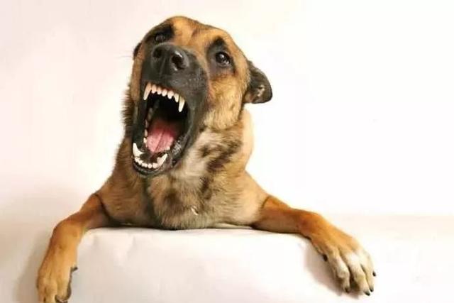 狗狗不听话用"打骂教育"方式,有用吗?