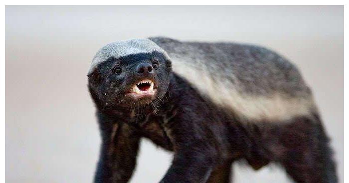 蜜獾为什么不怕狮子不要被它弱小的外表所蒙骗平头哥不怕死