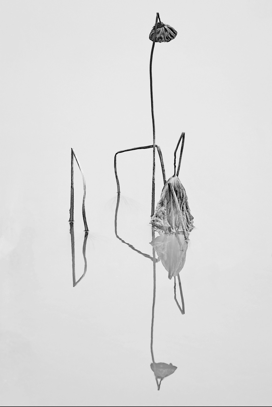 30张黑白影调残荷,哪一张能入你的心呢?