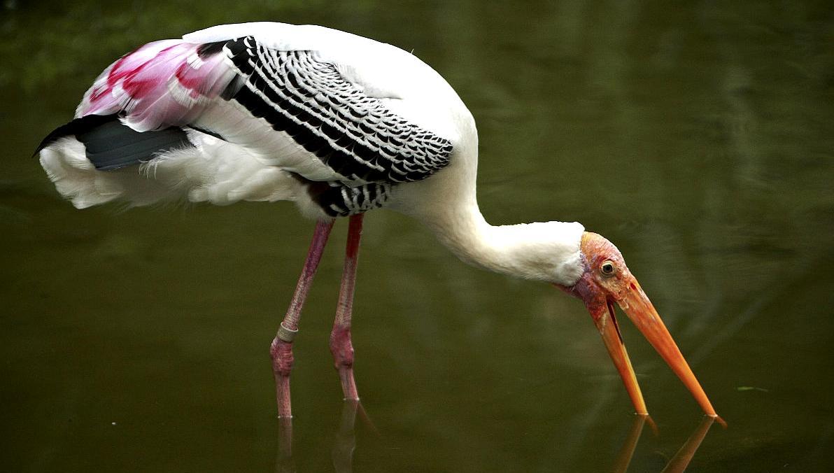 中国十大即将灭绝或已经灭绝的珍稀动物