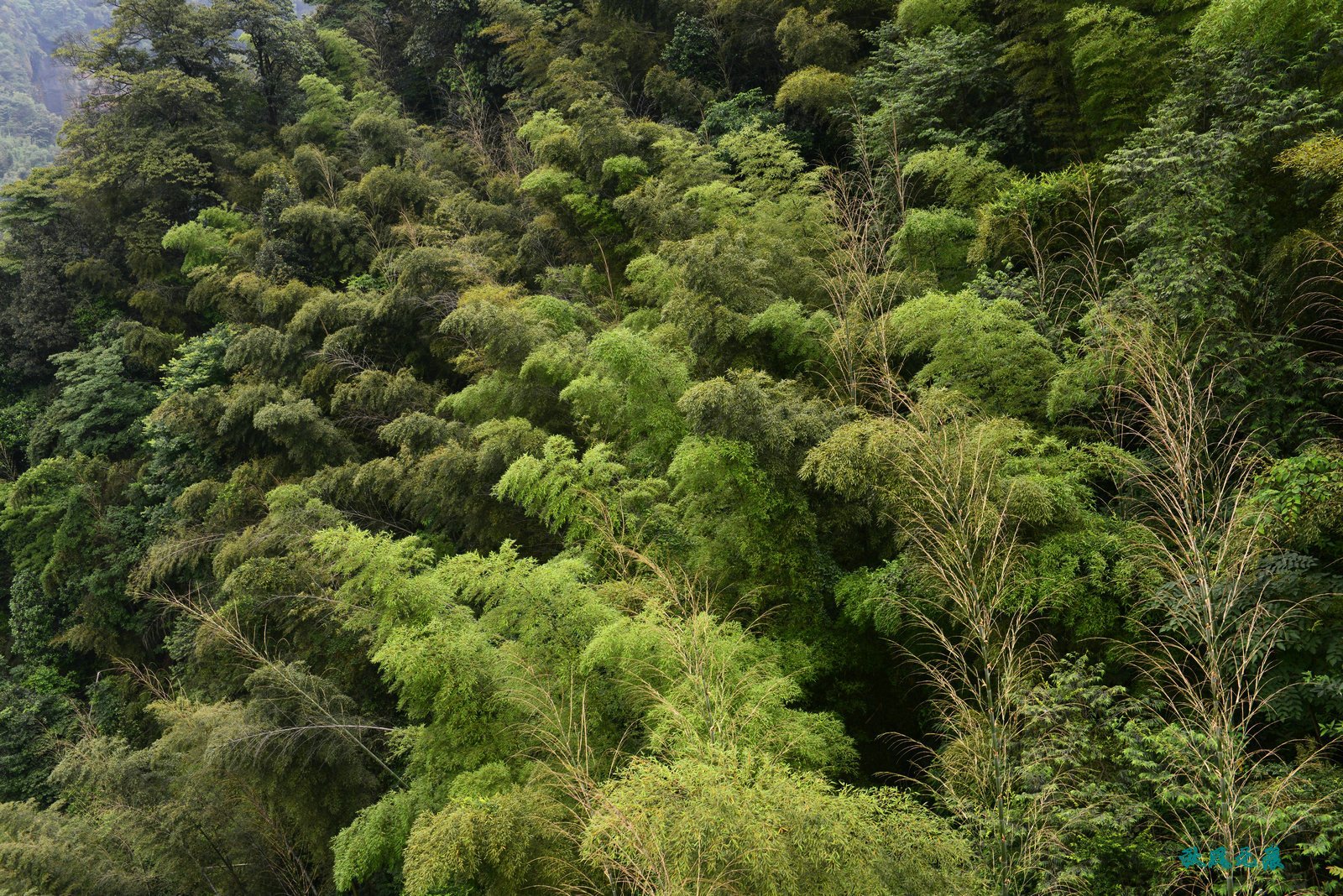 入住农家乐,乘坐缆车,感受一个阴天里的竹海风吹,满目竹林,宛若翠海
