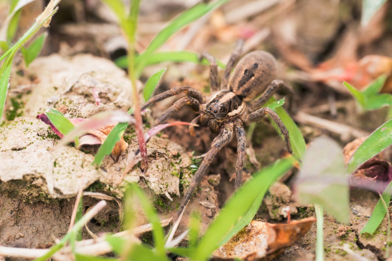 据说狼蛛的毒液能毒死一只麻雀甚至一个成人,可怕!