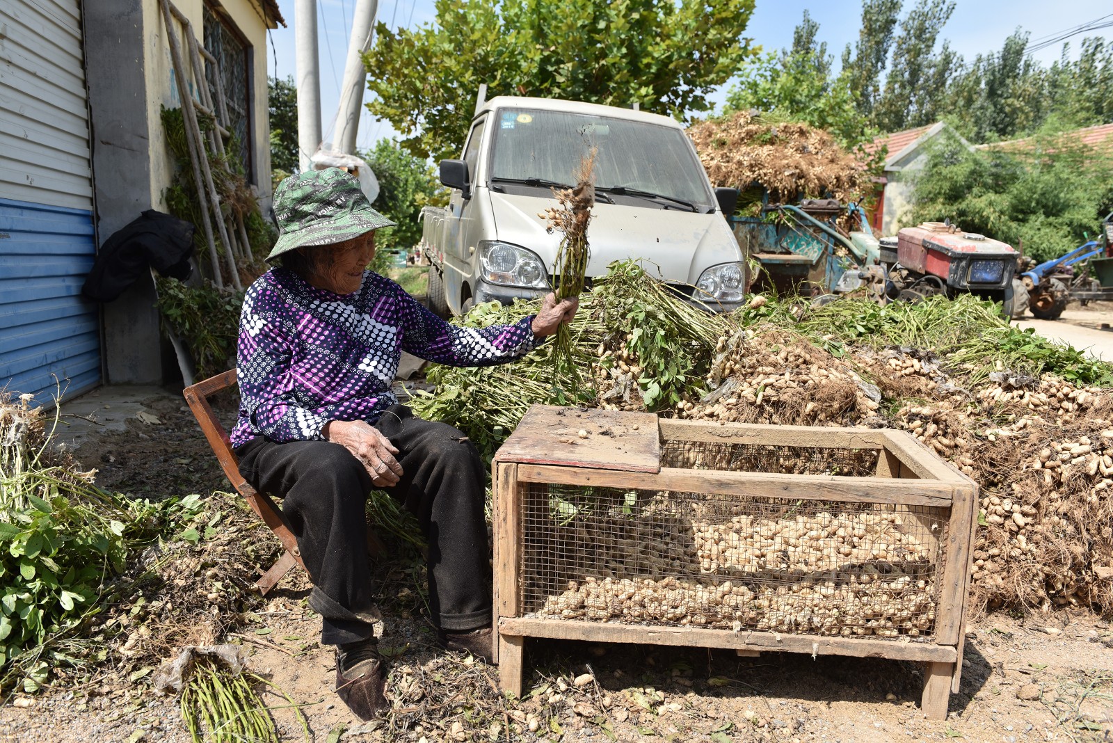 107岁老人摘花生遭批"伤天理",孙子说:我愿意再伤20年
