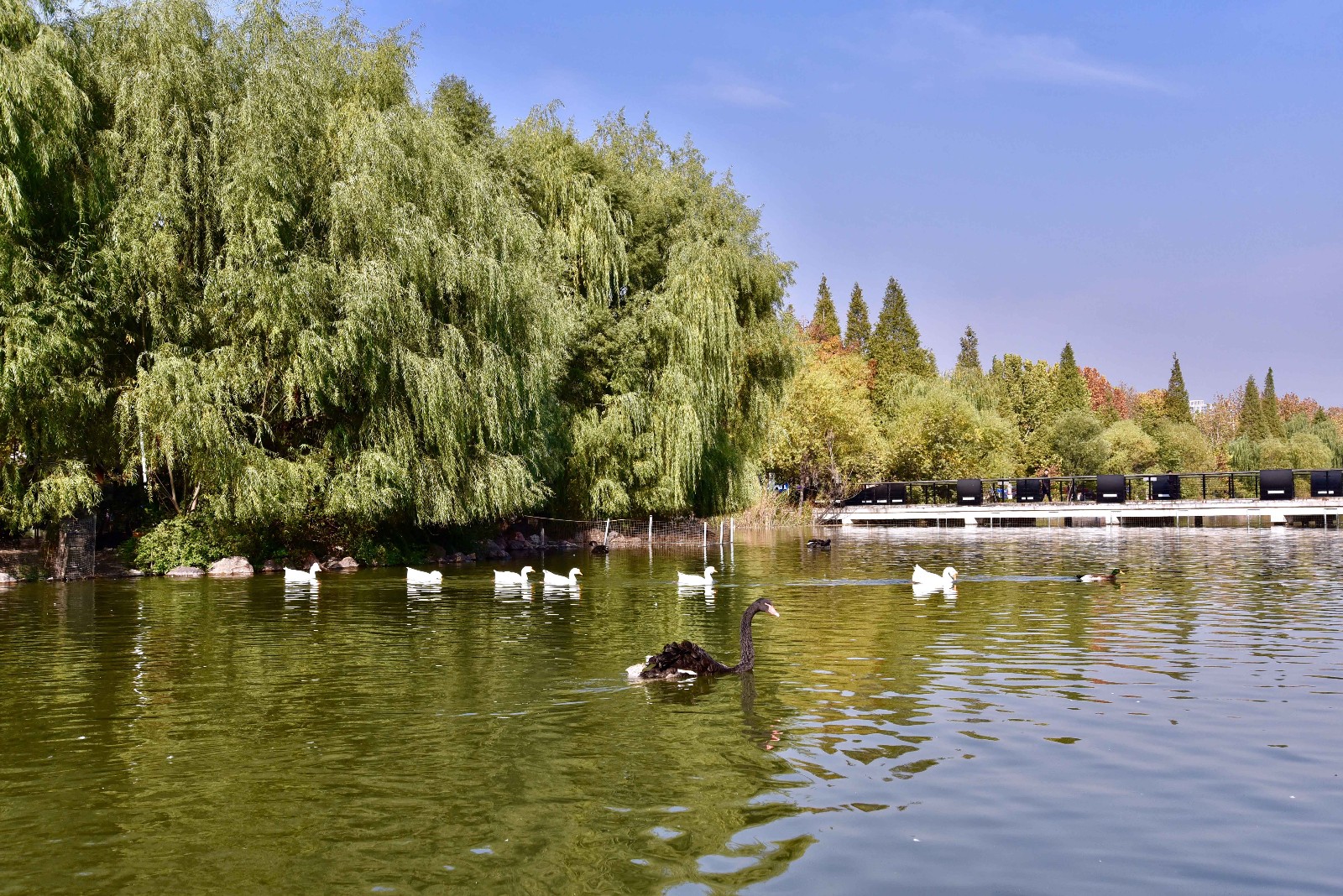 【行摄校园】郑州大学 眉湖秋色