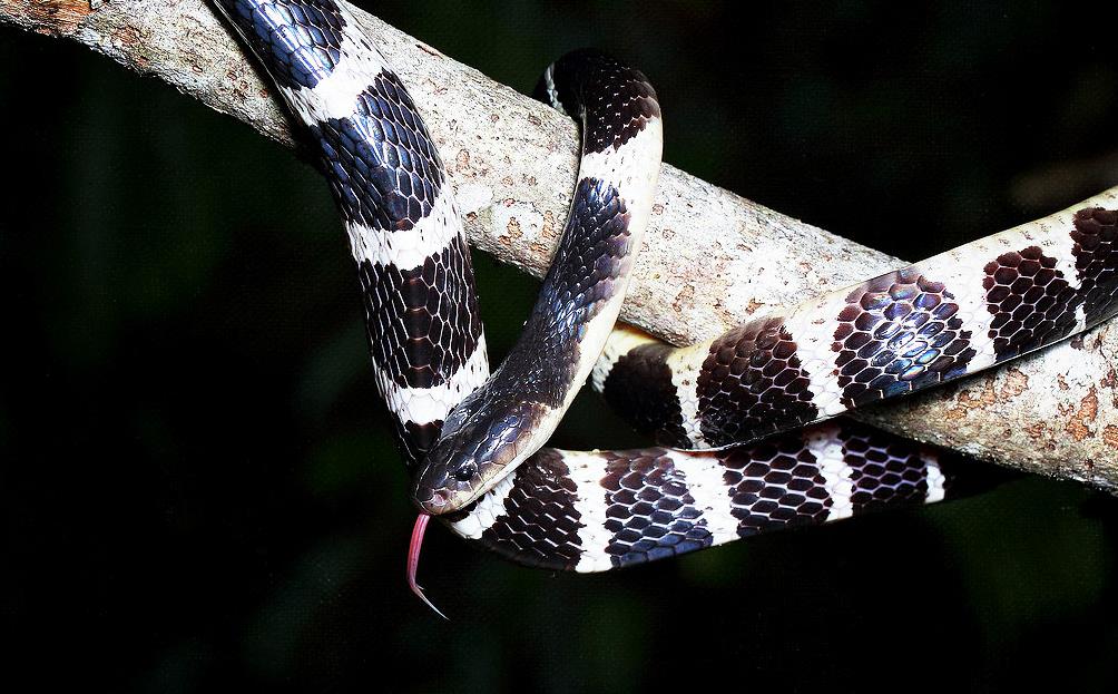 买银环蛇当宠物被咬后只用创可贴第二天进了icu