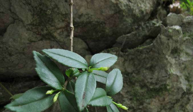 长在农村山上的一种植物是一种中草药还能能治腰痛