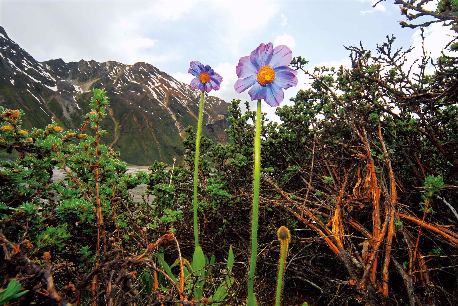 许巍歌中"永不凋谢的蓝莲花",就怒放在青藏高原