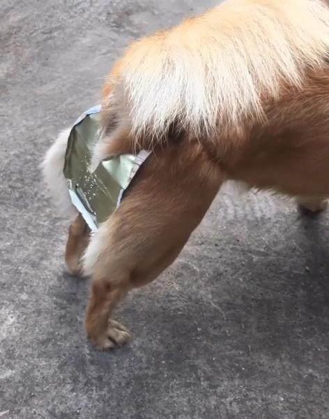宠主脑袋一抽,给狗子做的防孕铁底裤,狗狗一脸懵圈!