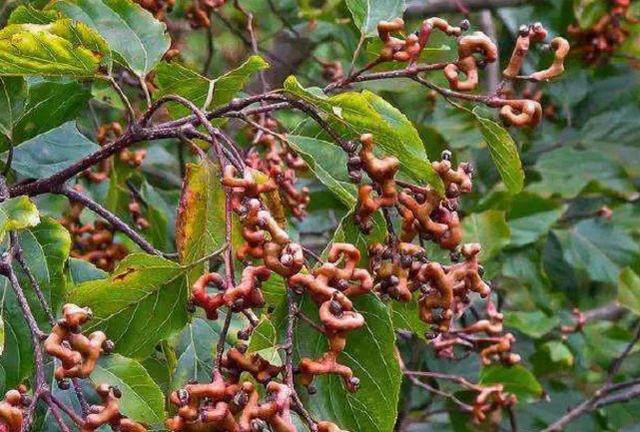 农村路边常见的野果,隐藏着千万价值,却被几亿人忽略