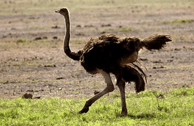 这种鸟一步就是8米, 一脚踢死狮子无压力, 能看清5公里外的东西|鸵鸟
