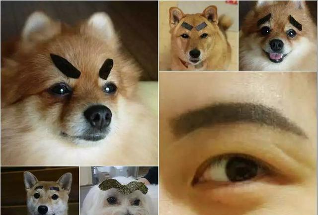 遇到傻主人狗狗也是无奈,这魔性的眉毛实在是太抢镜了