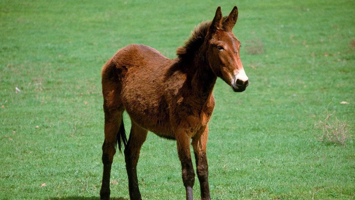 骡子深受农村人喜爱,但却不能繁育后代,背后原因让人心酸不已