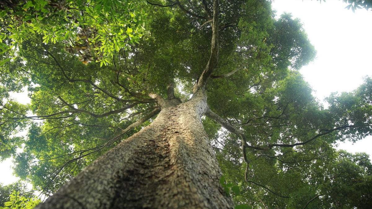 中国最贵的树!树龄高达1300多年,一截树枝就能拍卖40万