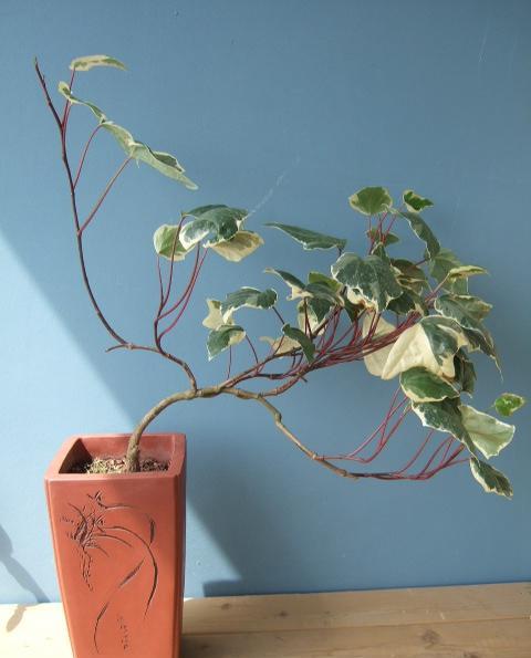 养护常春藤几个要点?夏季要切记