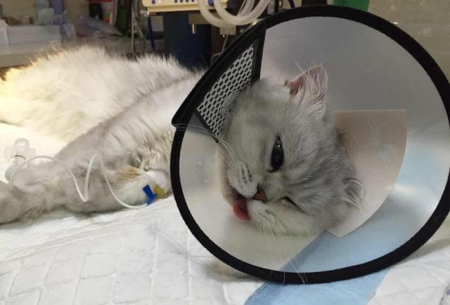 这么残忍为啥还要绝育!