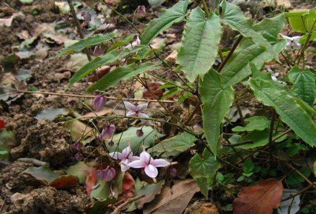 林中|三枝九叶草|大哥_新浪新闻