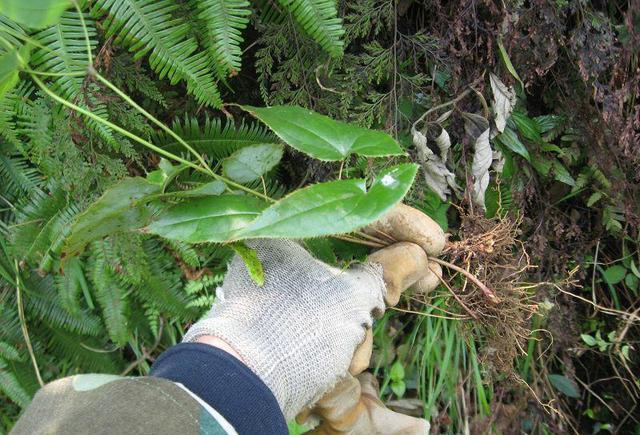 林中|三枝九叶草|大哥_新浪新闻