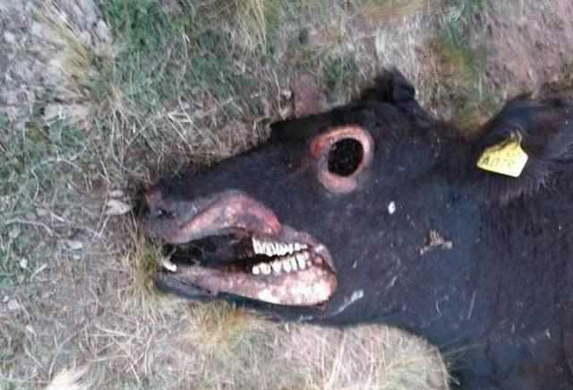 又见牛只遭肢解牧场主人不须怀疑就是外星人干的