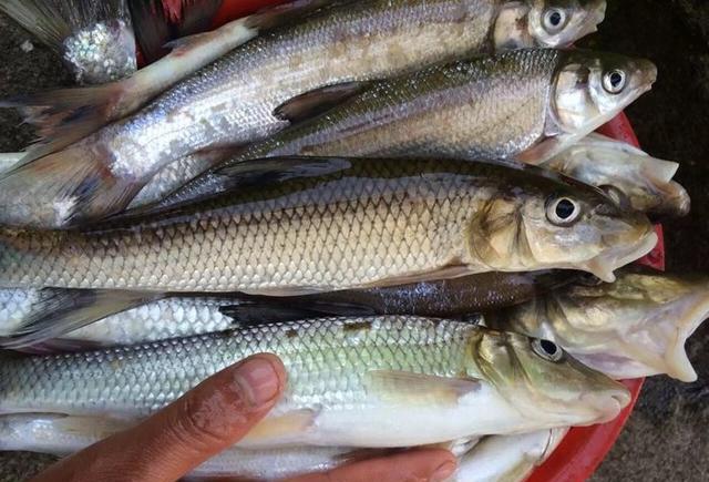 渔获品质高有"老虎鱼"|老虎鱼|竹鱼|钓友_新浪新闻