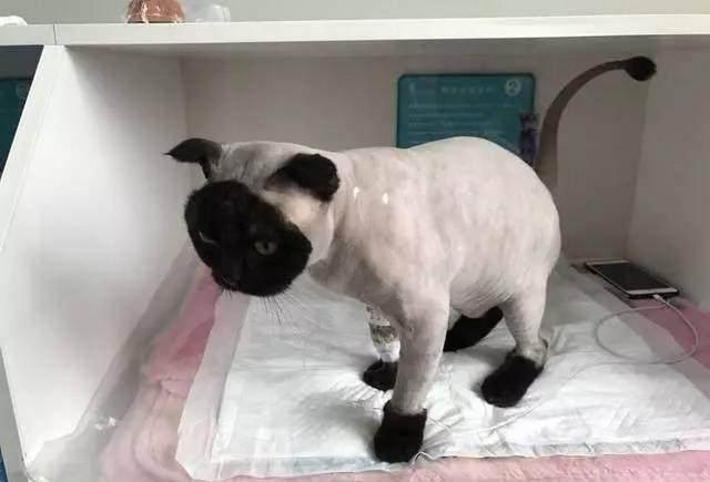 猫咪剃了个个性的造型, 主人回来一看, 这是谁家的猫啊