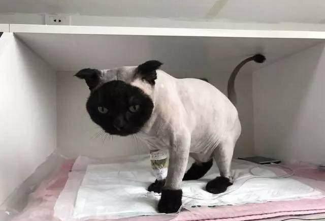 猫咪剃了个个性的造型, 主人回来一看, 这是谁家的猫啊