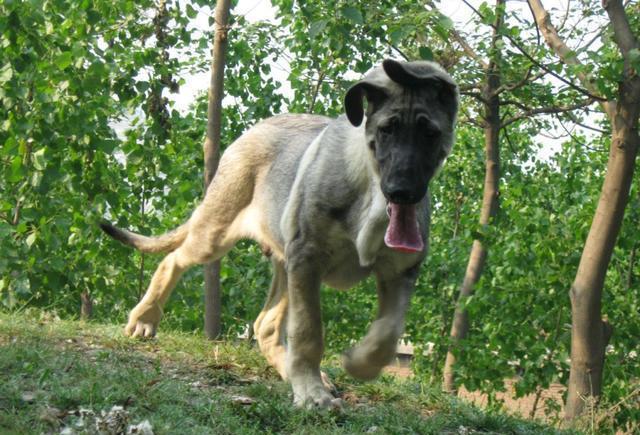 被遗忘的中国本土神犬、一只来自北方的狼, 中华狼青!