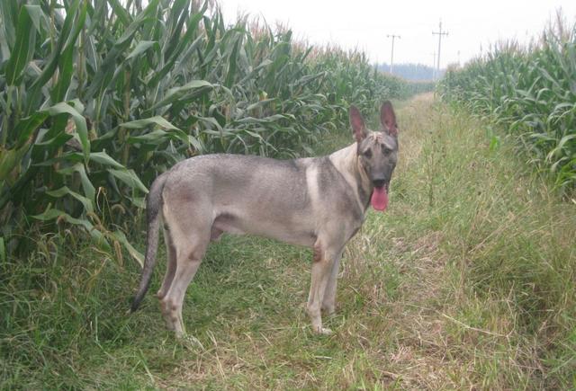 被遗忘的中国本土神犬、一只来自北方的狼, 中华狼青!