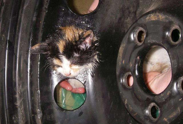 动物们被卡住头的瞬间,皮那一下真的很开心!