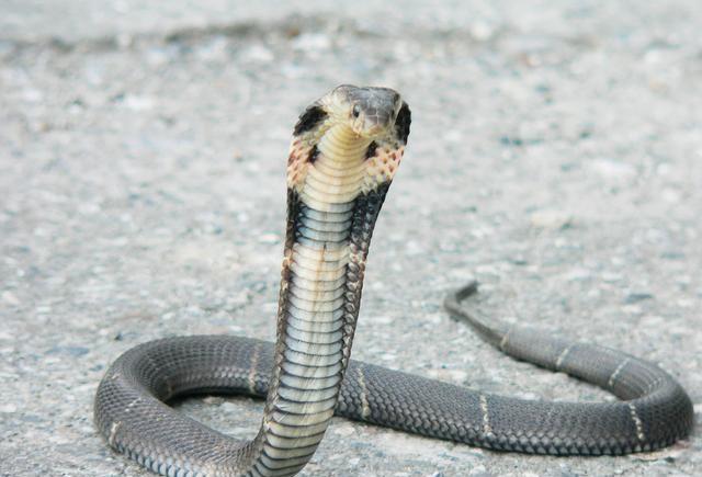 狗狗战胜眼镜蛇露出胜利的微笑,主人还来不及奖励,突然倒地不起