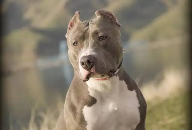 恶魔还是天使?使比特犬变得凶残的,是背后的人性