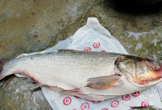 九斤大鰱魚兩塊豆腐這樣做味道鮮美做法簡單一頓全部吃光