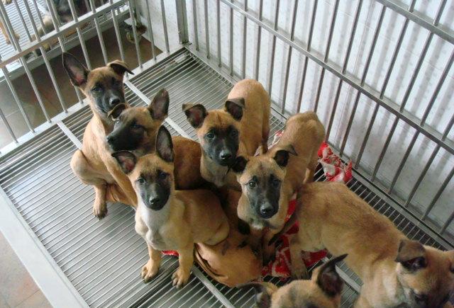 怎样区分马犬的好与坏