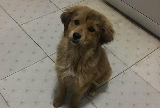 捡了一只金毛和土狗生的串串朋友看到了都抢着要