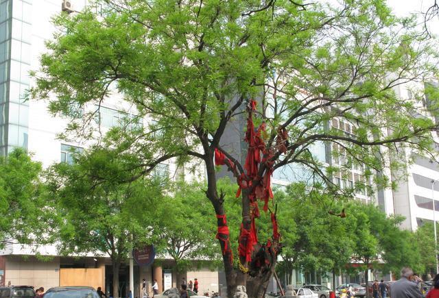 济宁一景: 千年古槐