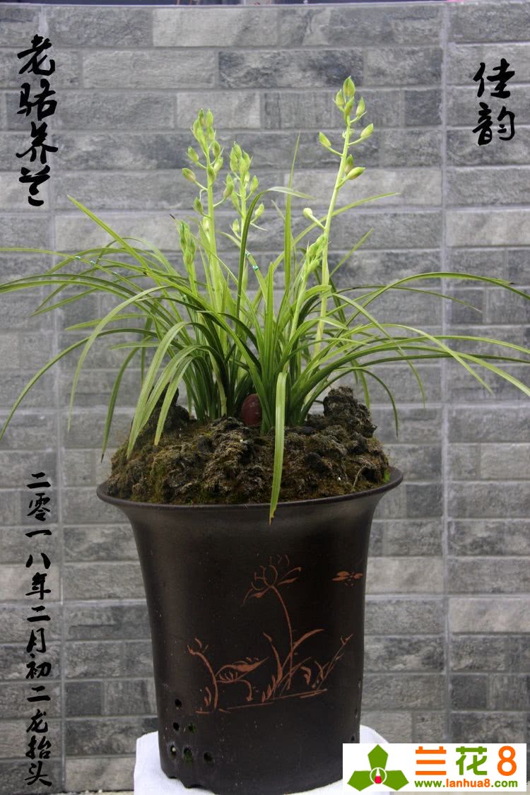 2018年春十一盆蕙草,二月二龙抬头